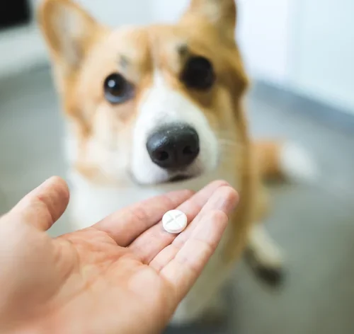 Ivermectina para cachorro: para que serve e como usar 1