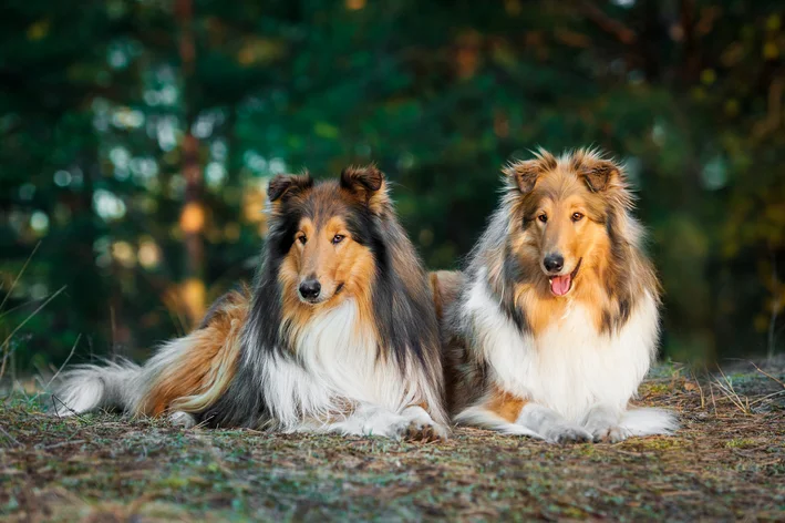 casal de collies Ivermectina para cães