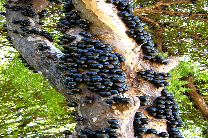 como fazer muda de jabuticaba