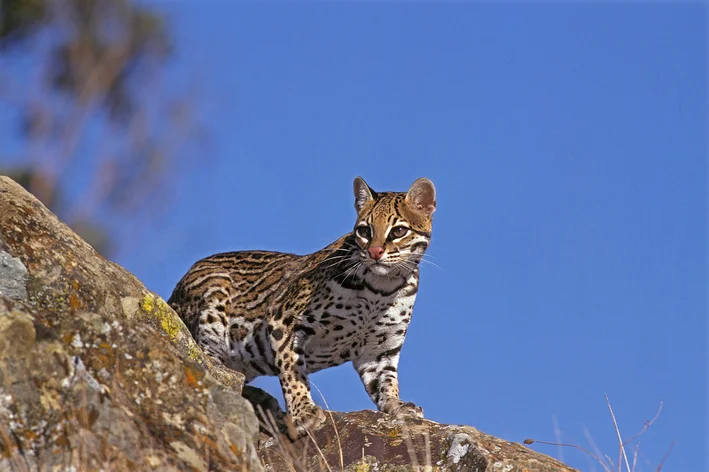 jaguatirica caçando