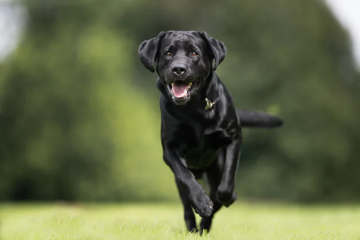 labrador cachorro preto correndo