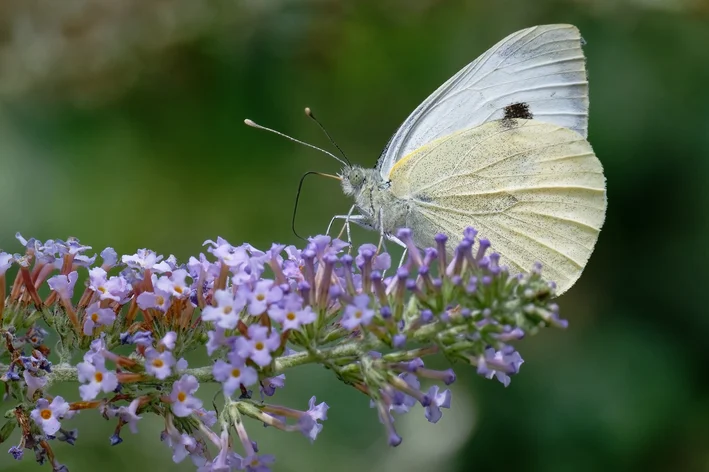 Mariposa pousando na flor