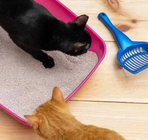 gatos escolhendo a melhor caixa de areia