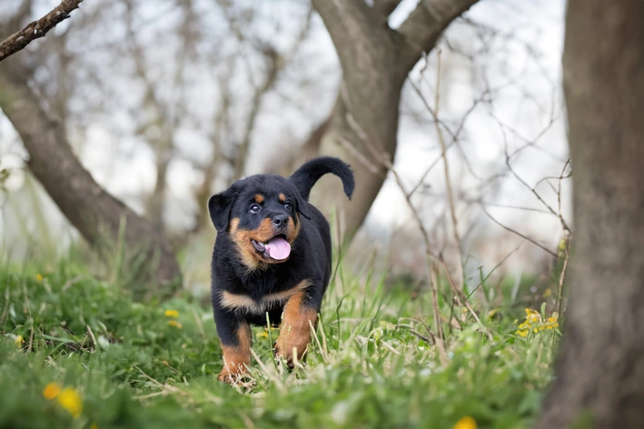nome para rottweiler filhote