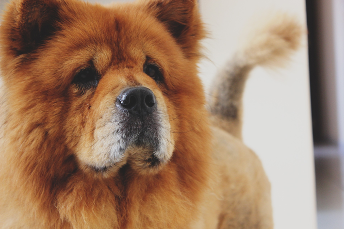 10 opções de nomes para cachorro Chow Chow