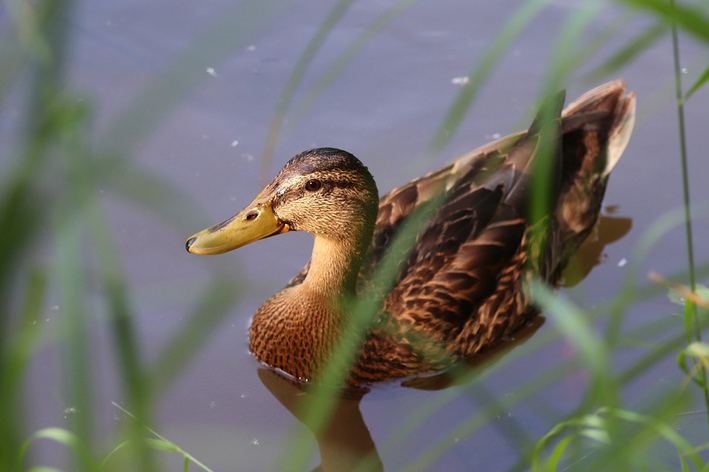 O que pato come? Saiba as melhores opções!