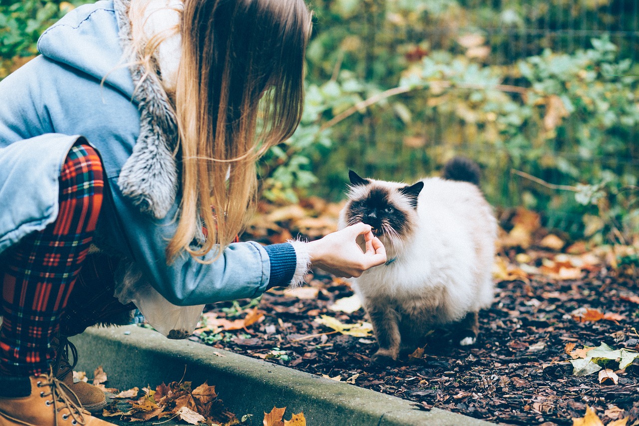 O que significa quando um gato se aproxima de você