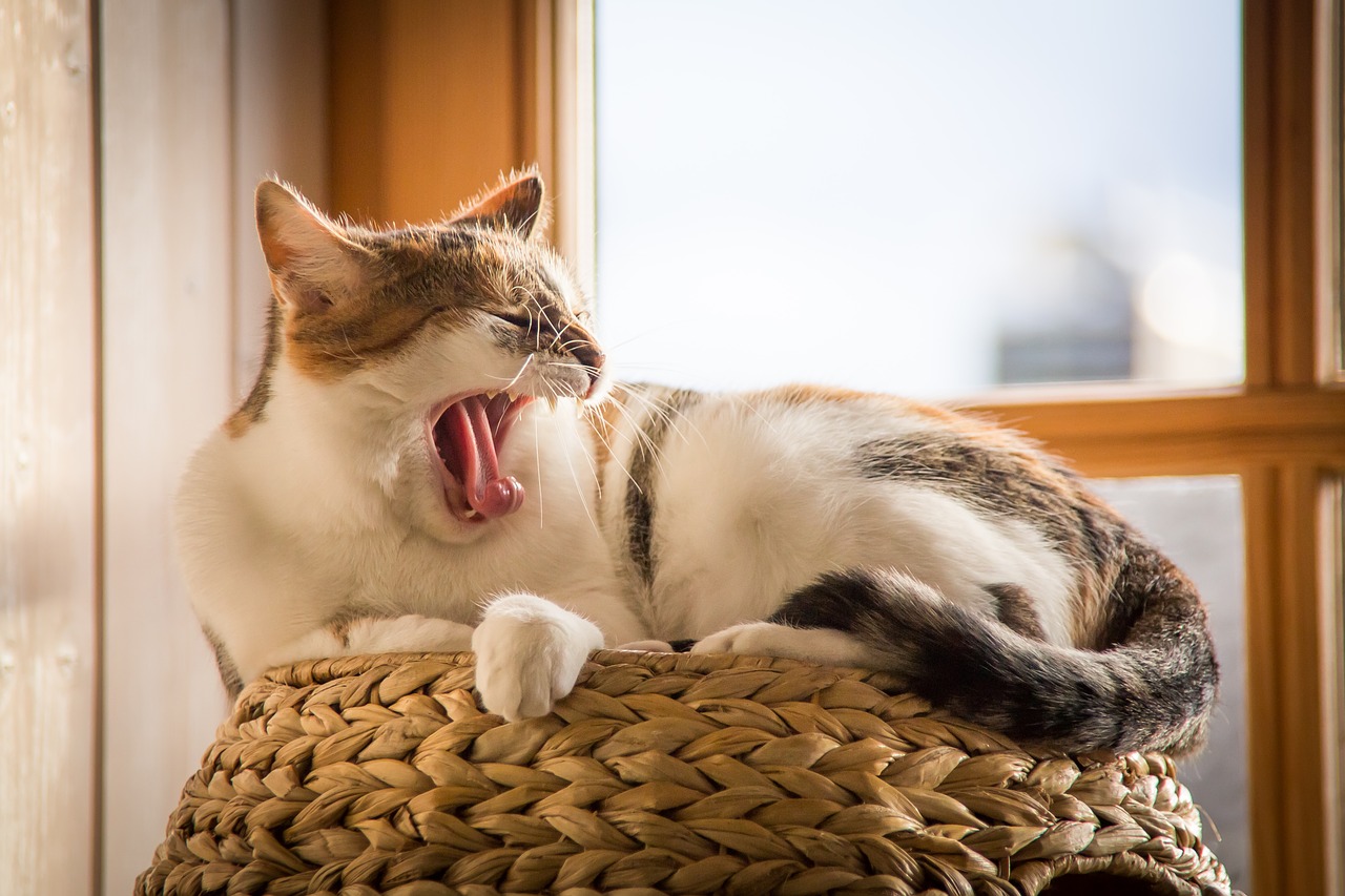 onde o gato deve dormir?