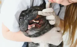 Cachorro de raça pug sendo examinado por um veterinário com luvas brancas em consultório veterinário.