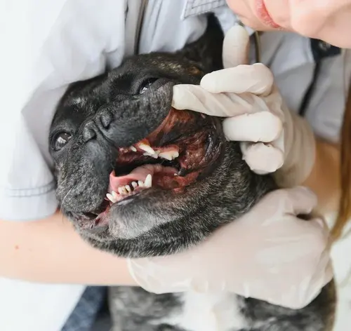 Cachorro de raça pug sendo examinado por um veterinário com luvas brancas em consultório veterinário.