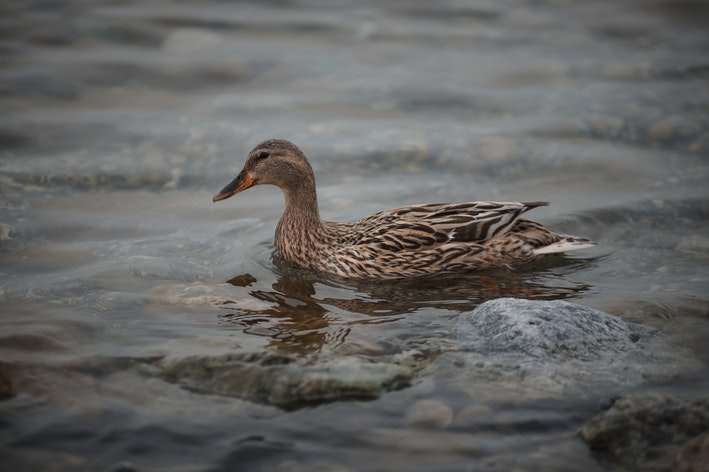 pato voa