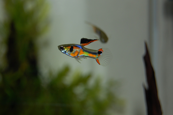 peixe guppy