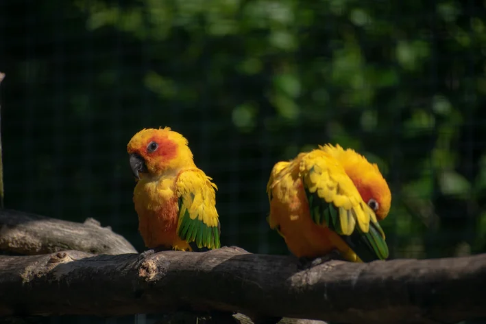 casal de periquitos da carolina