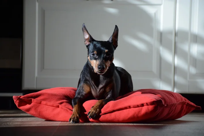 cachorro pinscher sentado