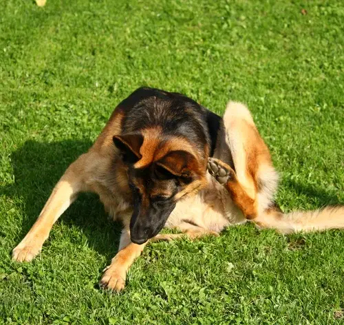 cachorro com piolho se coçando
