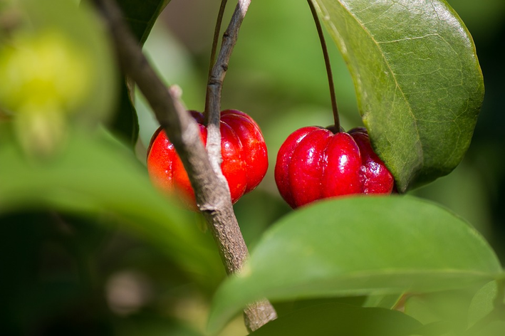 frutas de pitangueira