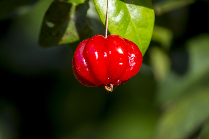 Pitangueira: dicas e cuidados para cultivar!