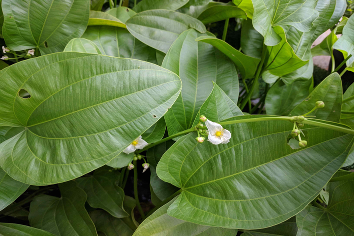 Planta chapéu de couro: você sabe qual é?