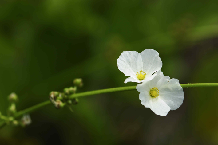 Como fazer chá da planta chapéu de couro