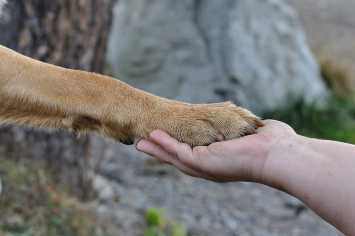 Descubra se pode pintar unha de cachorro