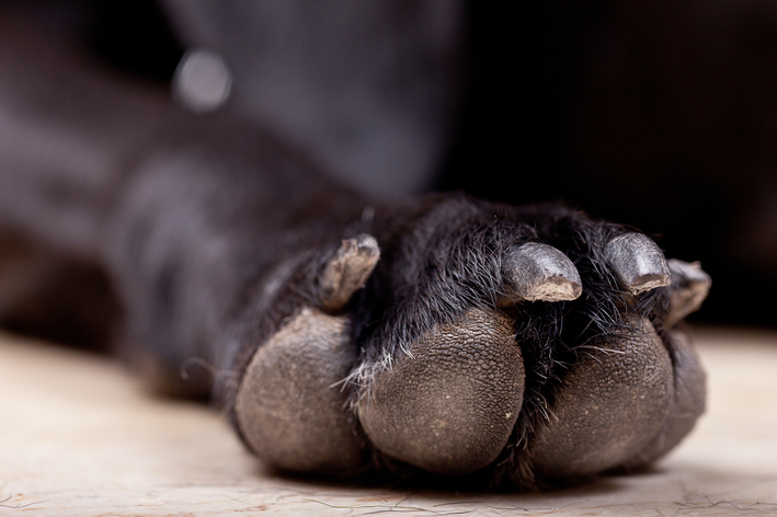 Pode pintar unha de cachorro com esmalte próprio?