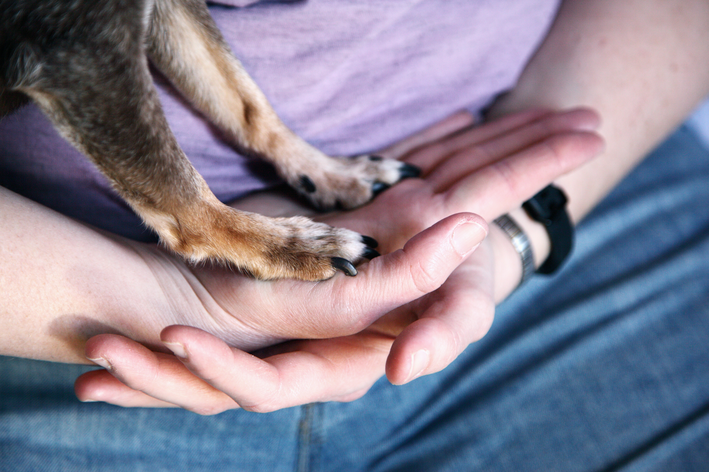 Como escolher acessórios seguros para o seu pet