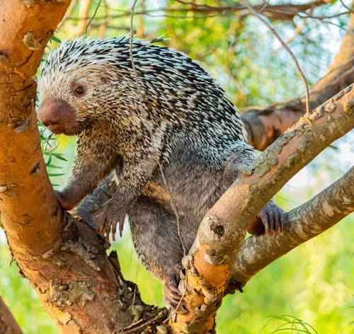 porco-espinho brasileiro na árvore