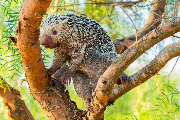 porco-espinho brasileiro na árvore