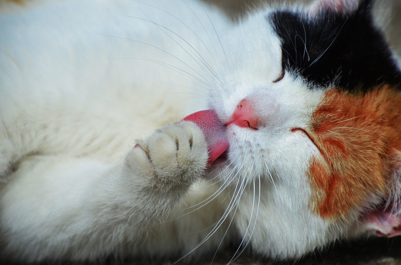 Porque os gatos se lambem