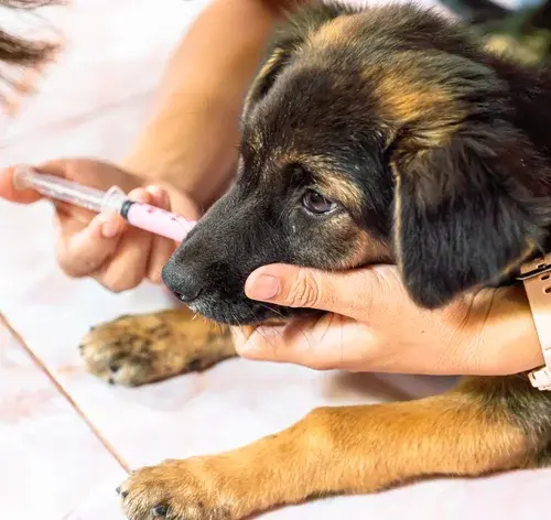 Cachorro tomando probiotico