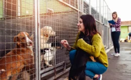 protetor dos animais em um ong