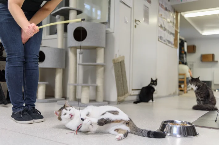 um protetor interagindo com gatos