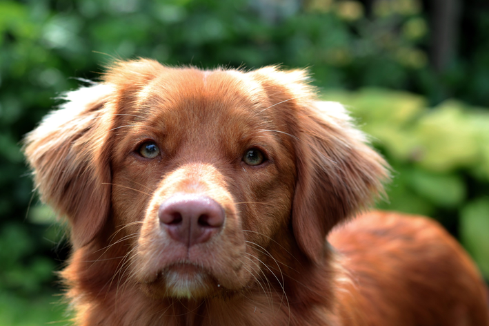 Protetor solar para cachorro: como usar?