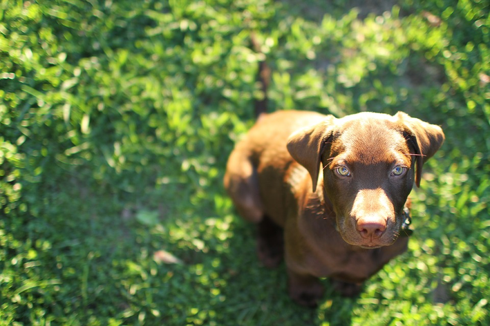 Protetor solar para cachorro: como usar?