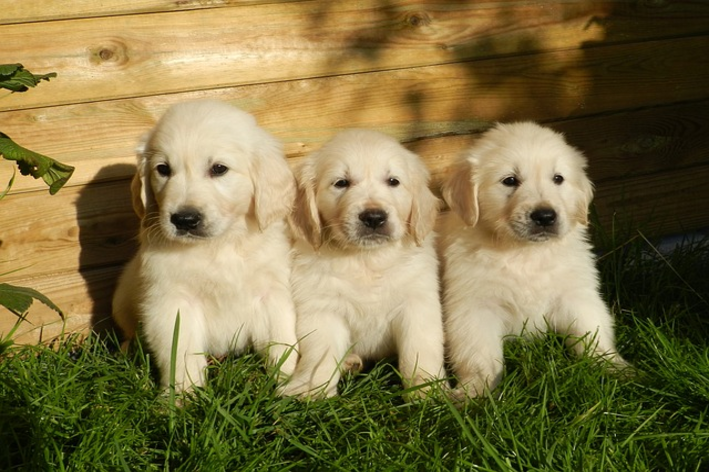 Principais nomes para golden Retriever