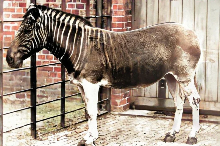 quagga zebra extinta