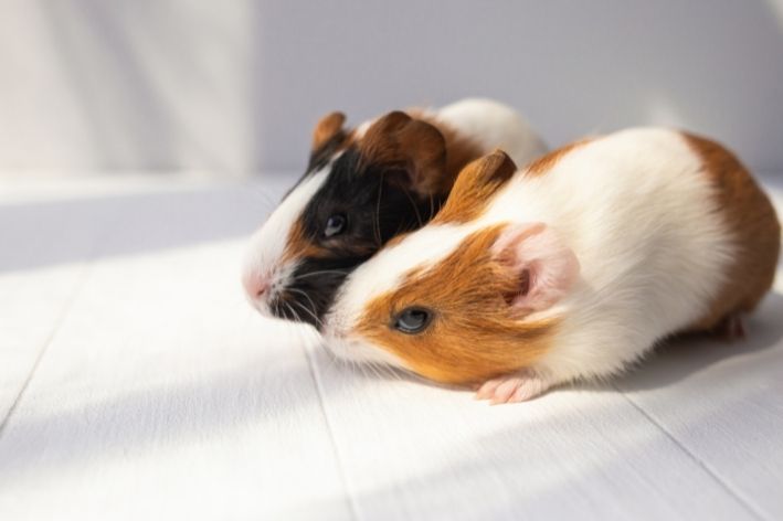 qual a diferença entre hamster e porquinho da índia