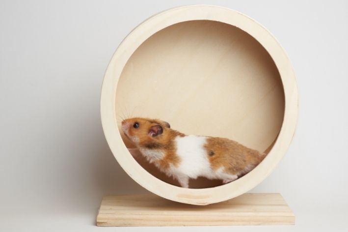 dica de qual a diferença entre hamster e porquinho da índia