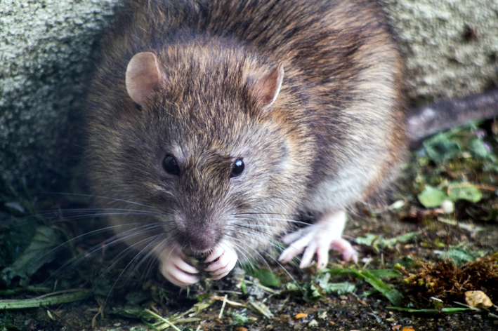 Ratazana cinza se alimentando