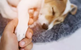 cachorro com dor deitado e medico pegando na pata