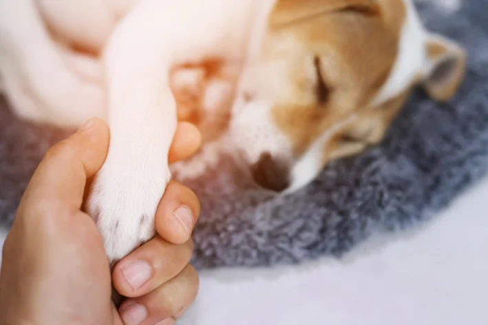 cachorro com dor deitado e medico pegando na pata