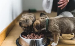 cachorros filhotes comendo a quantidade certa de ração