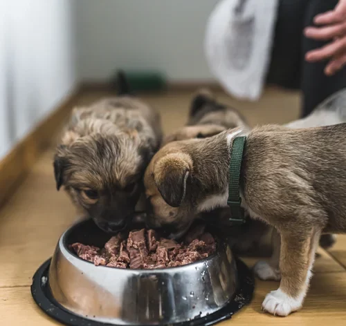 cachorros filhotes comendo a quantidade certa de ração