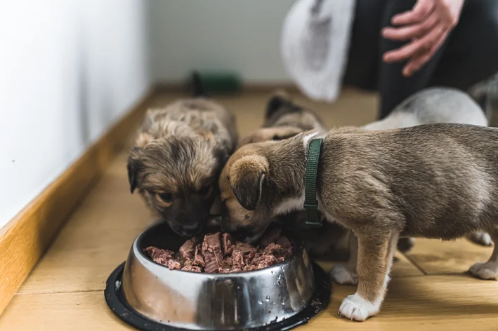 cachorros filhotes comendo a quantidade certa de ração