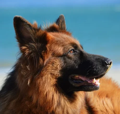 raca cachorro alemão capa