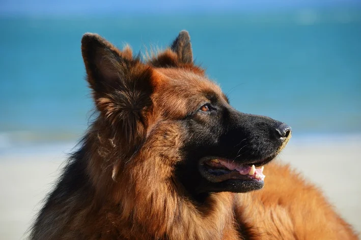 raca cachorro alemão capa