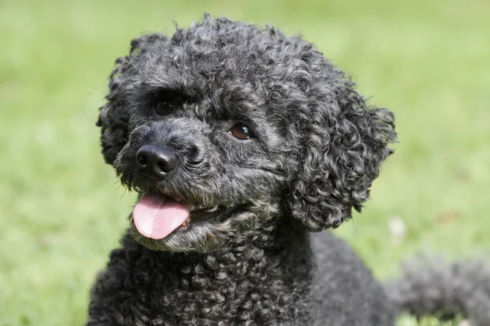 poodle preto sorrindo