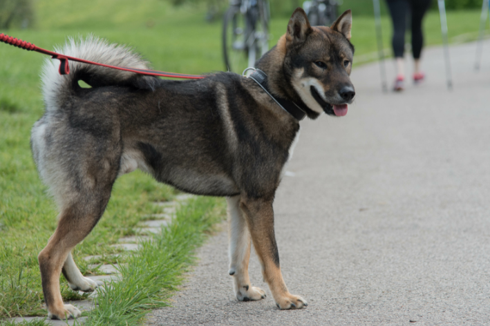Shikoku Inu
