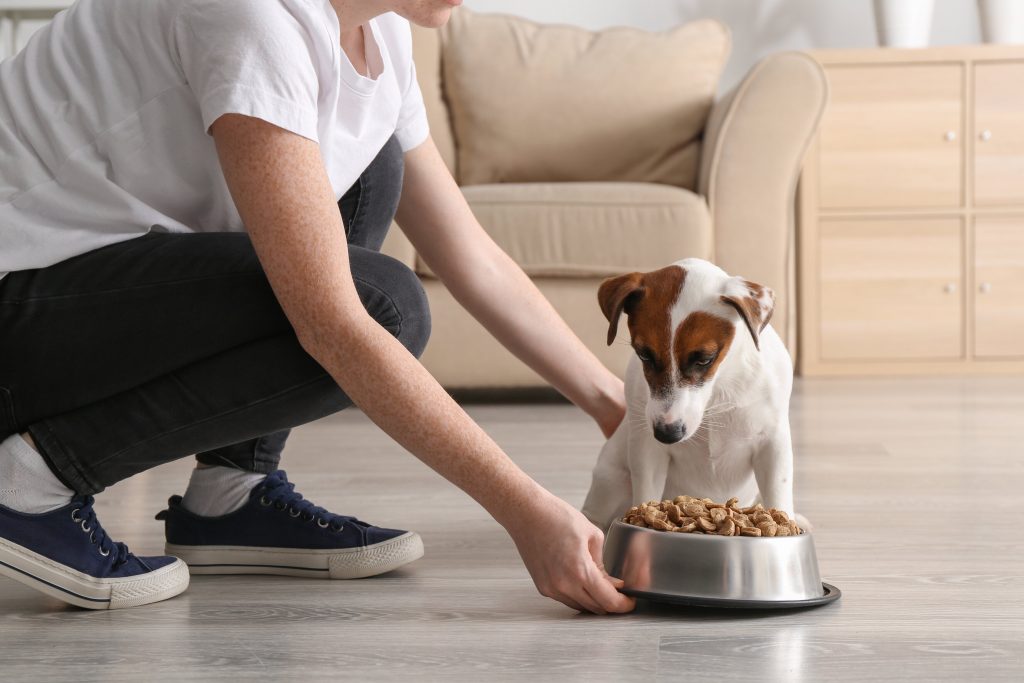 tutor dando ração sem corante para cachorro