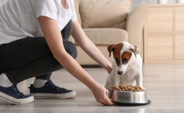 tutor dando ração sem corante para cachorro